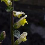 antirrhinum