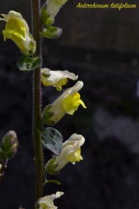 antirrhinum