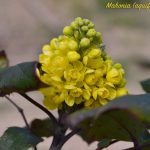 maonia