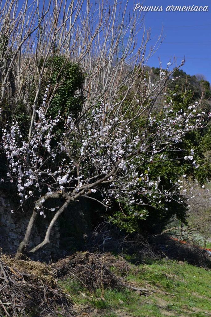 albococco fiore