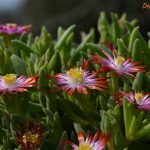 delosperma