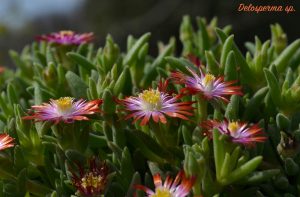 delosperma