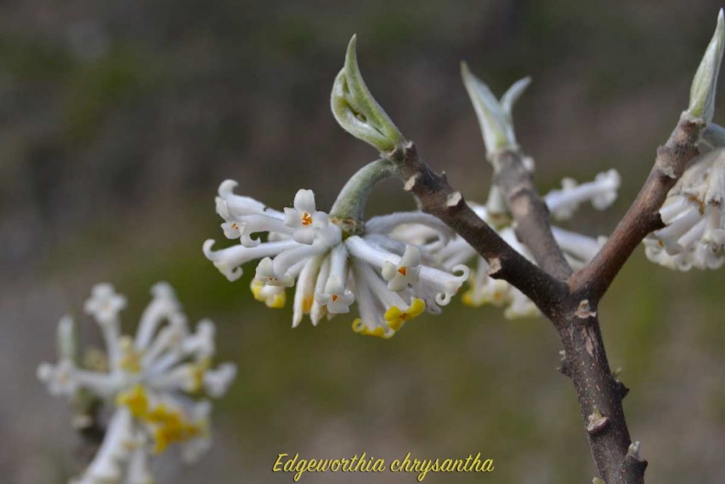 edgeworthia