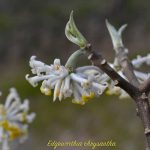 edgeworthia