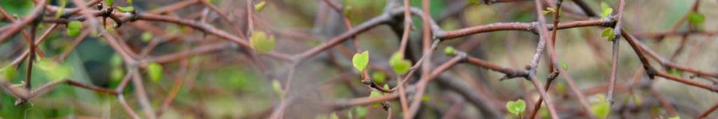 sophora prostrata