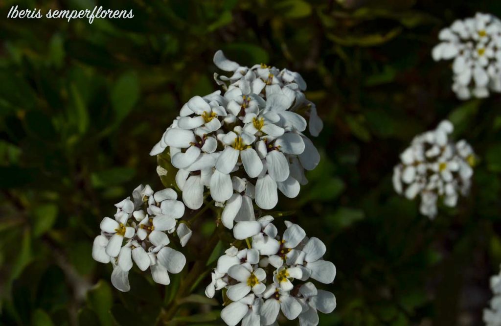 iberis semperflorens