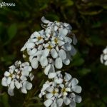 iberis semperflorens