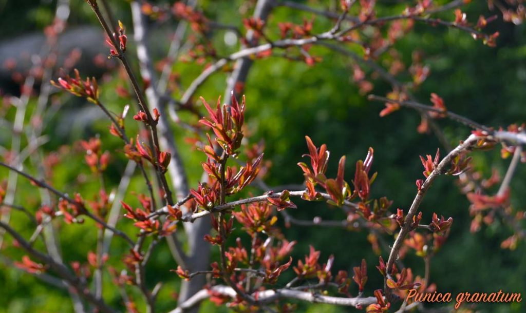 melograno marzo