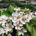 fiori pero