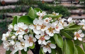 fiori pero