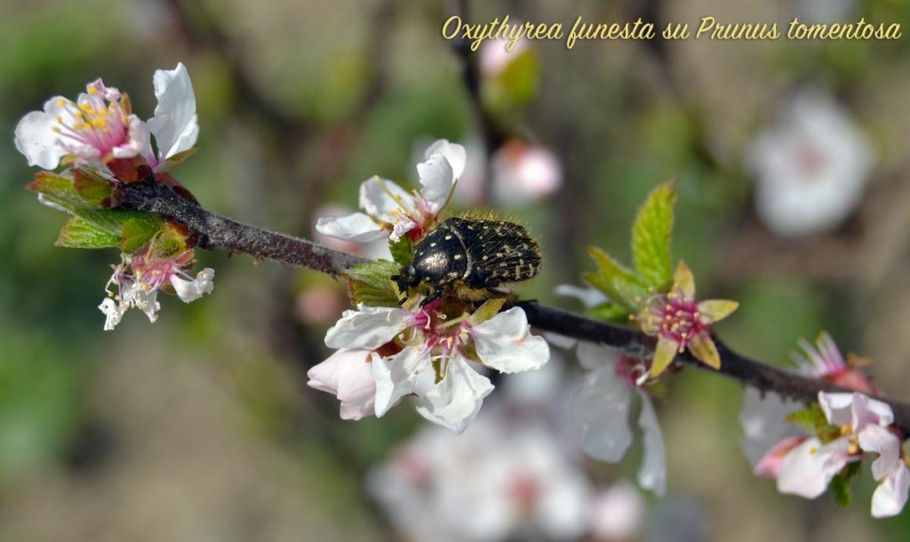 Oxythyrea su fiore