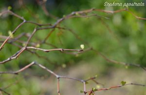 Sophora