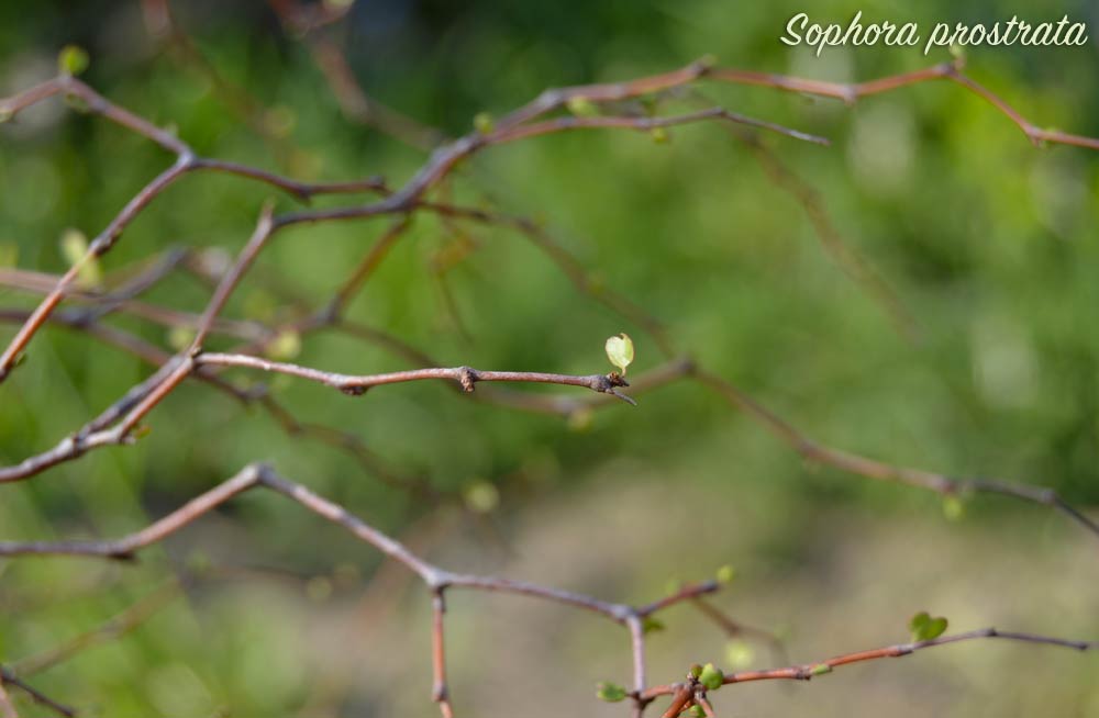 Sophora