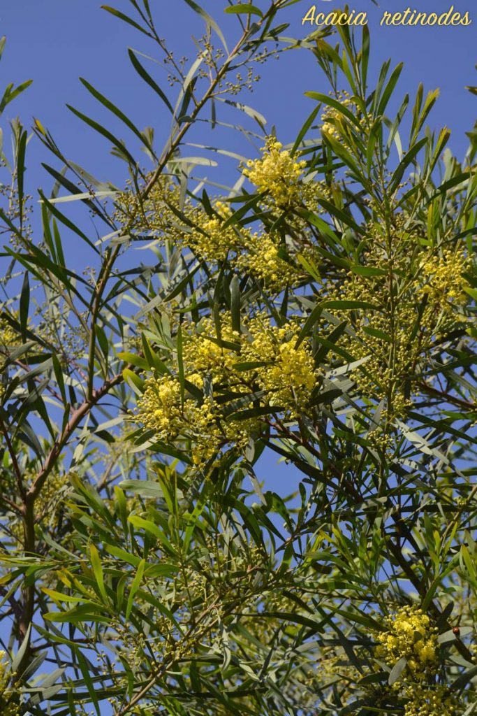 mimosa fiori