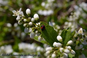 coccinella nera