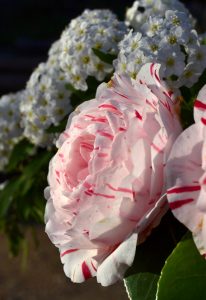 camelia biancospino