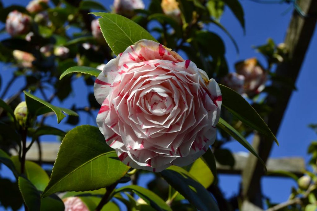 fiore camelia