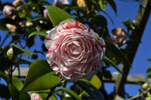 fiore camelia