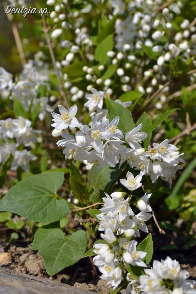 deutzia