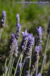lavanda fiori