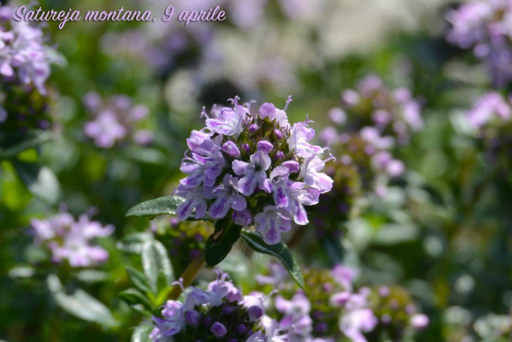 santoreggia fiori