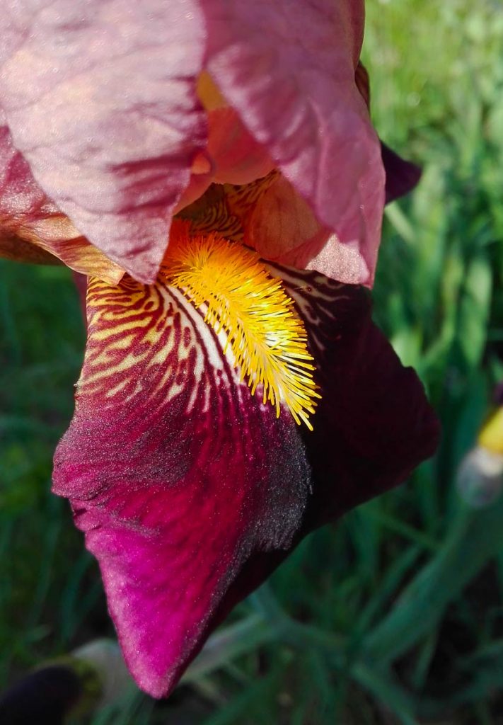 iris bicolore
