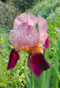 iris 11 aprile