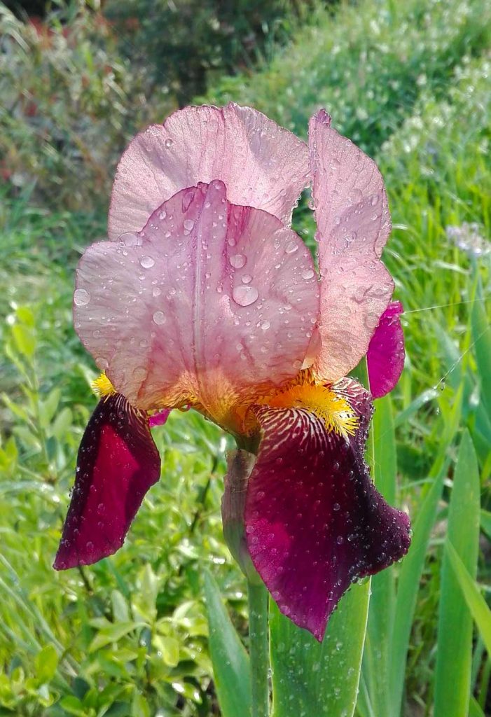 iris 11 aprile