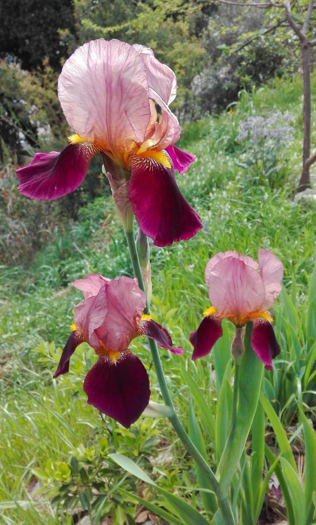 iris 11 aprile