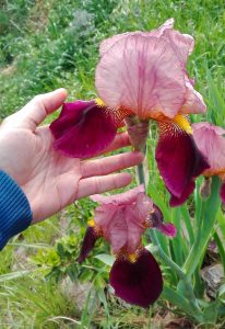 iris 11 aprile