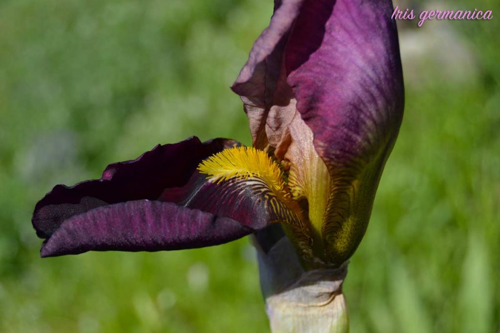 iris germanica