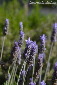 lavanda fiori