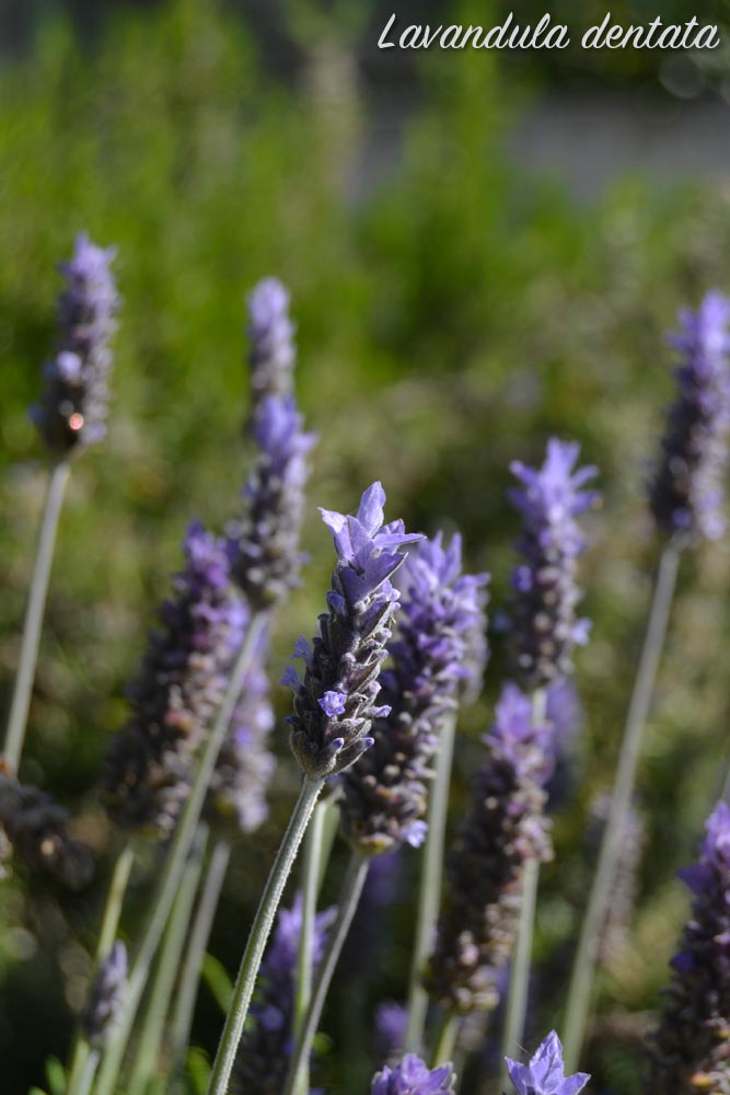 lavanda fiori