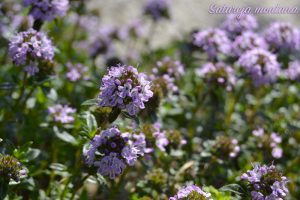santoreggia fiori