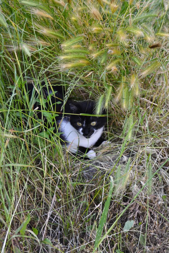 charlie erba
