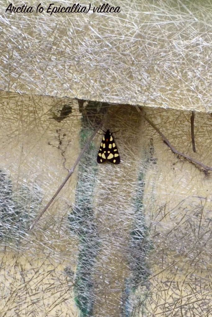 Arctia villica