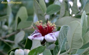 fiori feijoa