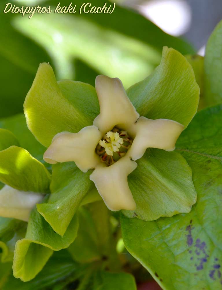 cachi fiore