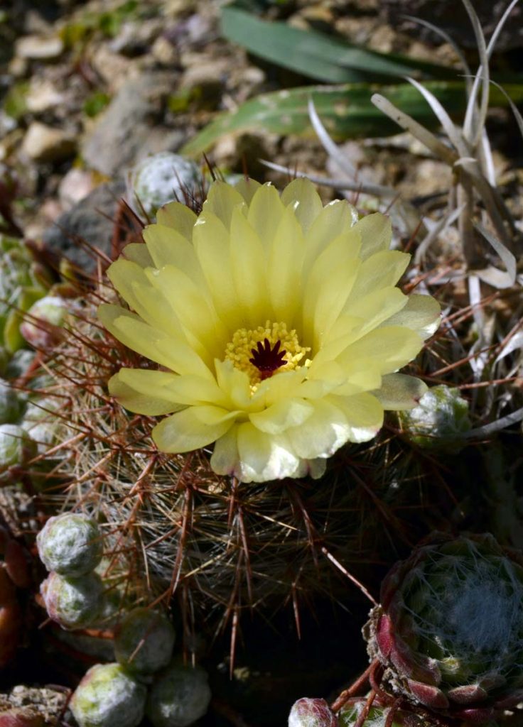 fiore cactus