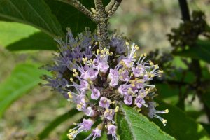 callicarpa