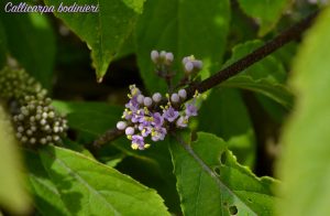 callicarpa