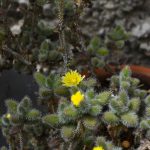 delosperma echinatum
