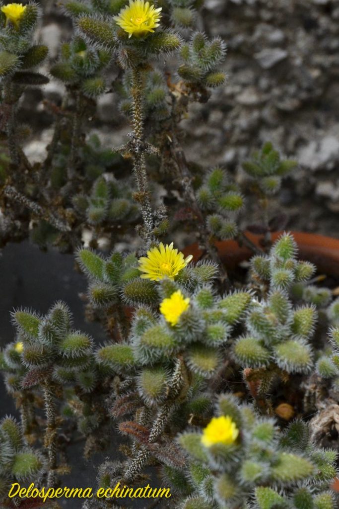 delosperma echinatum