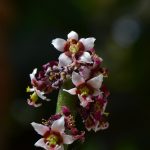 euforbia antisifilitca