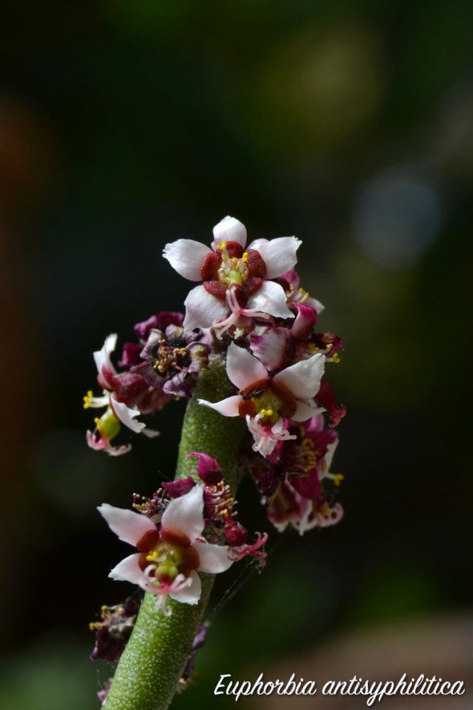 euforbia antisifilitca