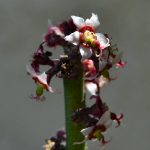 Euphorbia antisyphilitica fiori