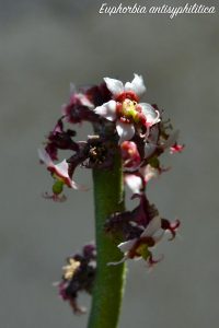Euphorbia antisyphilitica fiori
