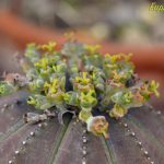 euforbia obesa fiori