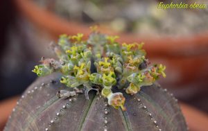 euforbia obesa fiori