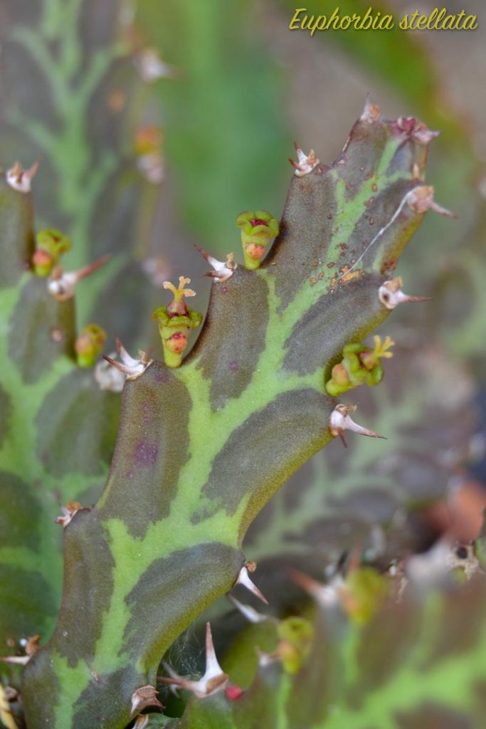 euforbia stellata fiori